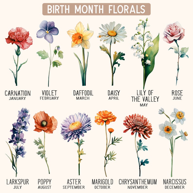 Puede incluir: Un gr&aacute;fico que muestra la flor de nacimiento para cada mes del a&ntilde;o. Las flores est&aacute;n ilustradas en estilo acuarela. Enero: Clavel, Febrero: Violeta, Marzo: Narciso, Abril: Margarita, Mayo: Lirio de los valles, Junio: Rosa, Julio: Delphinium, Agosto: Amapola, Septiembre: Aster, Octubre: Cal&eacute;ndula, Noviembre: Crisantemo, Diciembre: Narciso.