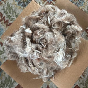 May include: A large pile of brown and white wool fiber in a cardboard box. The wool is soft and fluffy, and it appears to be ready for spinning or felting.