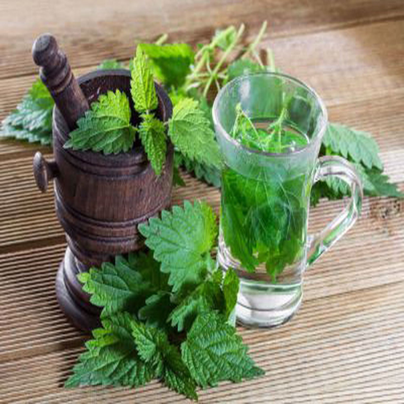 Sintético 94+ Foto Te De Hojas De Higuera Para Que Sirve Lleno