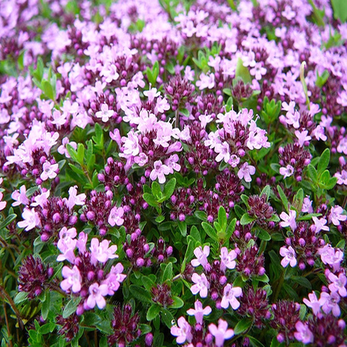Organic Thyme Flowers & Leaf Wild Thyme Thyme Thymus Etsy