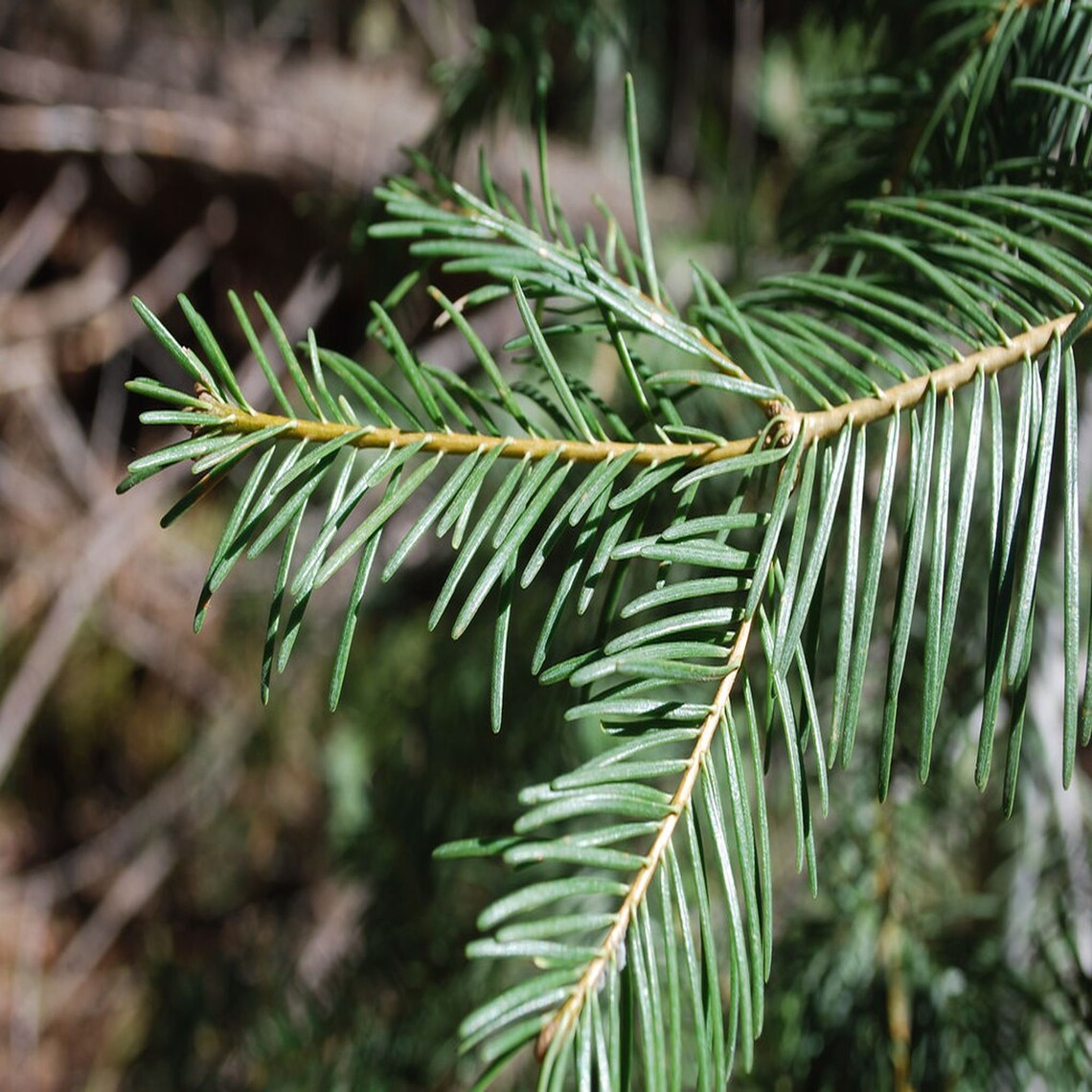Fir Needle Organic Natural dried Fir Needle Wild Fir Needle Etsy