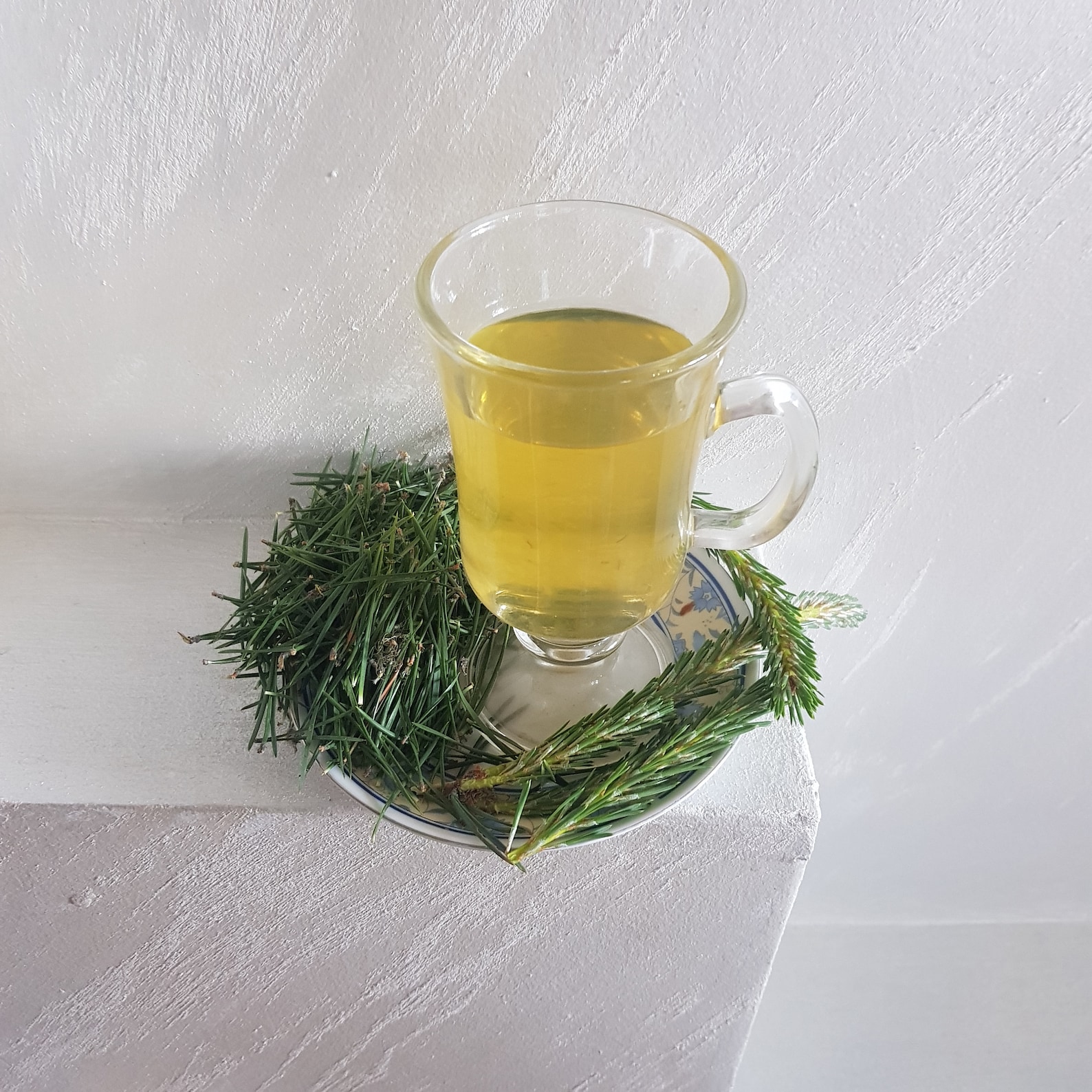 White Pine Needle Tea MAGICAL HERBS fresh Pine Needle Etsy