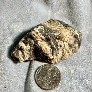May include: A natural, irregularly shaped rock with a mix of black, white, and tan colors. A US quarter coin is next to the rock for size comparison. The rock has a rough, textured surface.