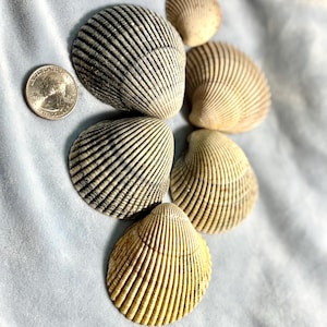 Northern California Cockle Shells – Natural Beachcombed Set of 6