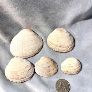 May include: Five beige seashells of varying sizes, with ribbed textures, are arranged on a light blue surface. A U.S. quarter coin is placed near the shells for size comparison. The shells have a natural, organic appearance.