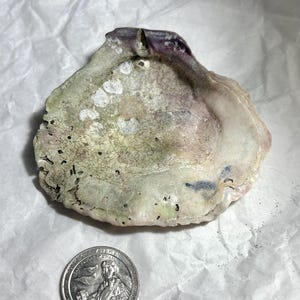 May include: A large, weathered seashell with a purple, pink, and green color scheme. The shell has a hole drilled in the top, suggesting it could be used as a decorative piece.