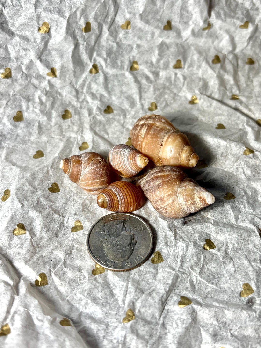 Northure Shell Natural Hermit Crab Shells, Beachcombed From Northern California, Small ...