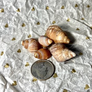 May include: Five seashells of varying sizes and shapes, with a quarter coin for scale. The shells are primarily tan and brown, with striped and textured patterns. The background is white tissue paper with gold heart-shaped confetti.