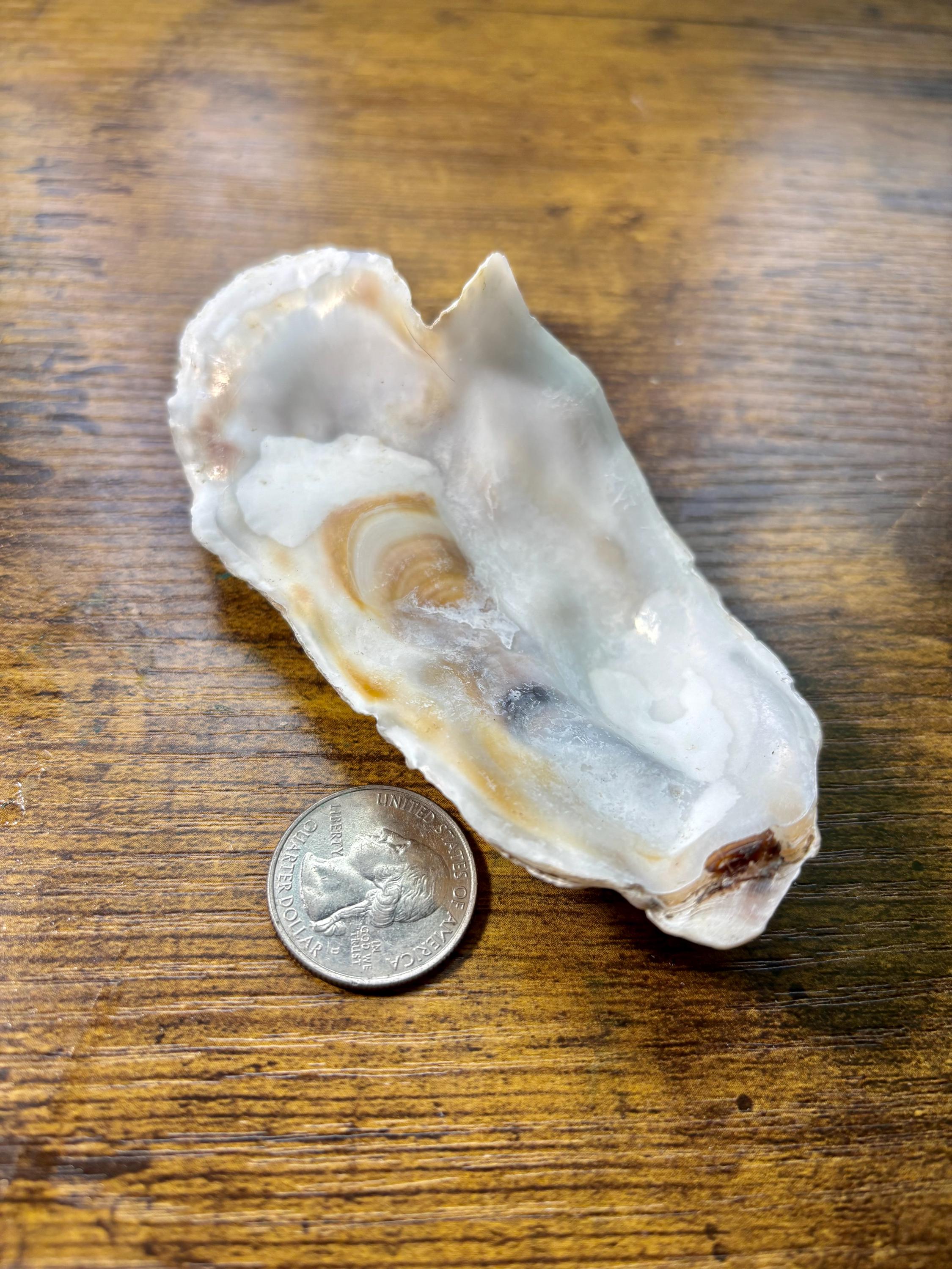 Foraged Barnacle-covered Oyster Shell From Washington – Natural Coastal ...