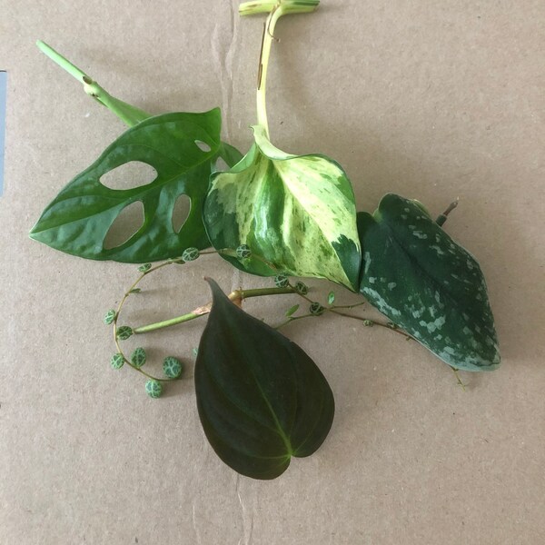 5 leaf cuttings Monstera, pothos, string of turtles, Micans,