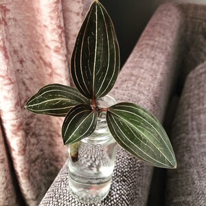 Ludisia discolour orchid jewel unrooted cutting