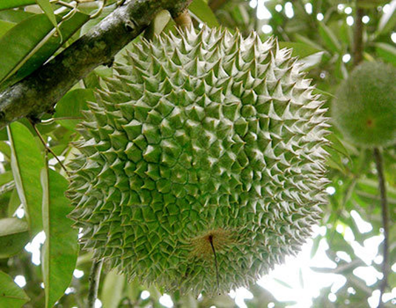 durian d200