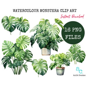Aquarell Monstera Clipart Bundle - kommerzielle Nutzung inklusive, Monstera Clipart, Aquarell Clipart, PNG transparenter Hintergrund, Pflanzenkunst