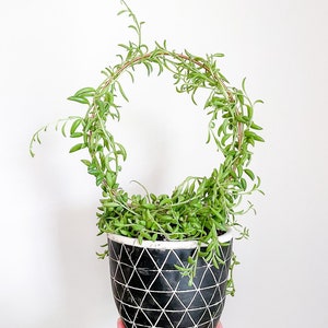 Copper Endless Circle Plant Trellis for Climbing or Vine Plants, Added Support for Indoor Houseplants, Great for New Plant Cuttings