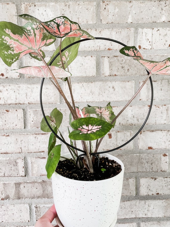 Copper Loop Plant Trellis for Climbing Plants, Added Support for Indoor  Houseplants, Plant Themed Gift and Potted Plant Accessory, Plant Pot 
