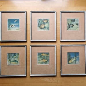 6 framed tropical fish prints, vintage early 1930s