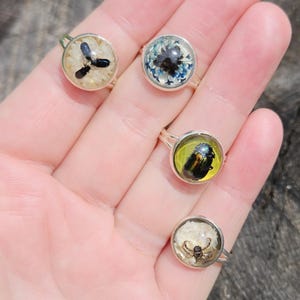 May include: Four silver-toned rings featuring circular resin cabochons. One contains three small black beetles on a white background, one has a dark flower with blue petals, one displays a single iridescent beetle on yellow, and one holds a spider.