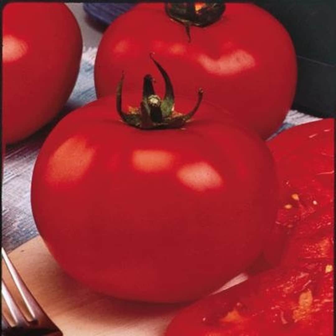6 Live Celebrity Tomato Plants!! - Etsy