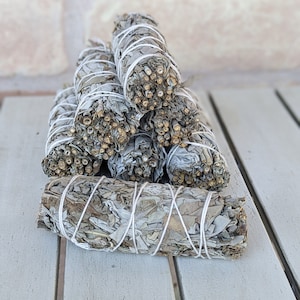Witte salie Salvia blanca