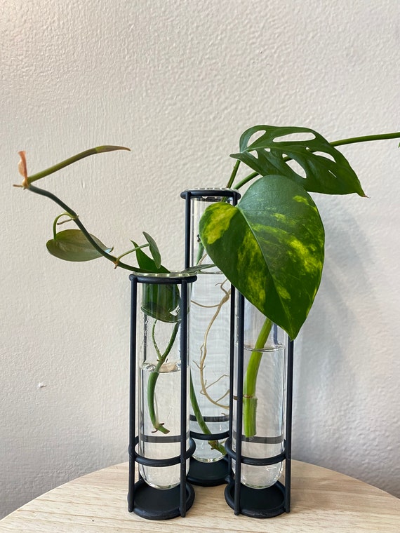 3 Glass Tube Holder With Plant Cuttings Etsy