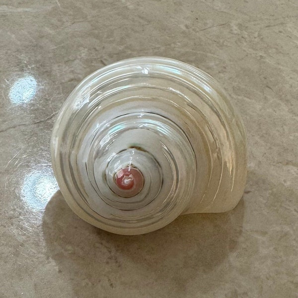 Medium White Pearlised Turbo | 2.4cm