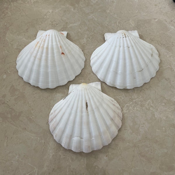 XL English Channel Scallop Bowls (3)