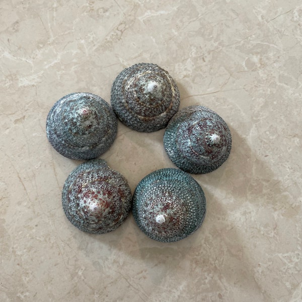 Medium Green Trochidae (5) Display Shells