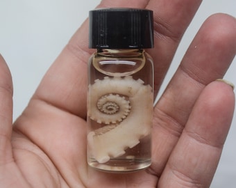 May include: A small glass bottle filled with clear liquid containing a preserved octopus tentacle.