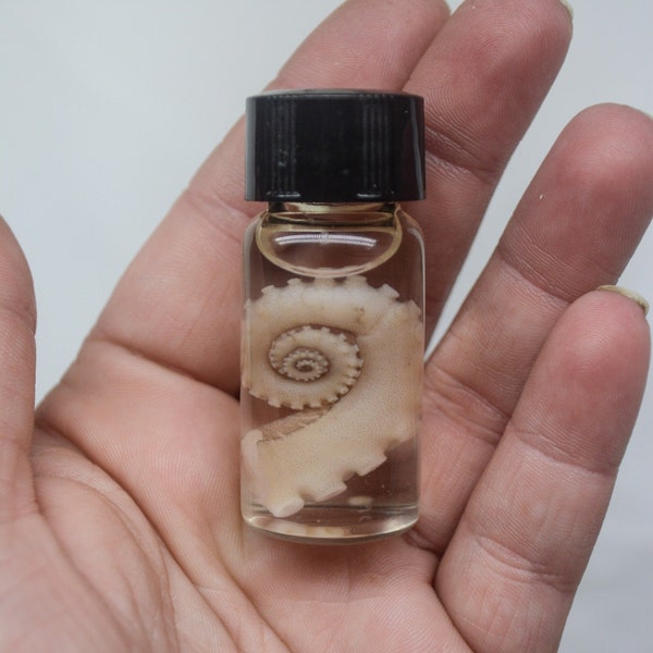 Mini Octopus Tentacle Wet Specimens, Mini Oddities, Curiosity Jars, Weird Gifts