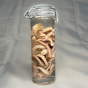 Octopus Tentacle Wet Specimens, Jar full of tentacles, Oddities, Curiosity Jars, Weird Gifts