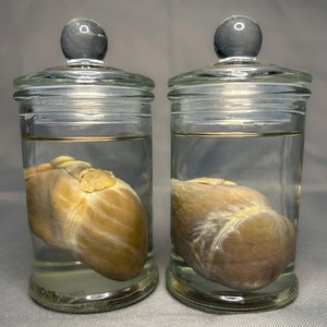 Red Fox Heart Wet Specimen, Mini Oddities, Curiosity Jars, Weird Gifts, Small Wet Specimen