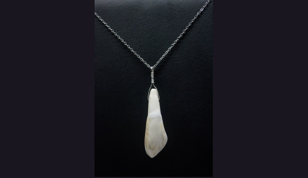 Buffalo Tooth Pendant Necklace, Real Tooth Jewelry, Buffalo