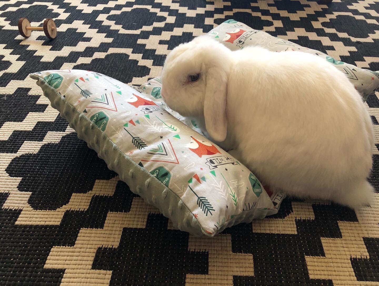 Coussin Pour Petit Animaux