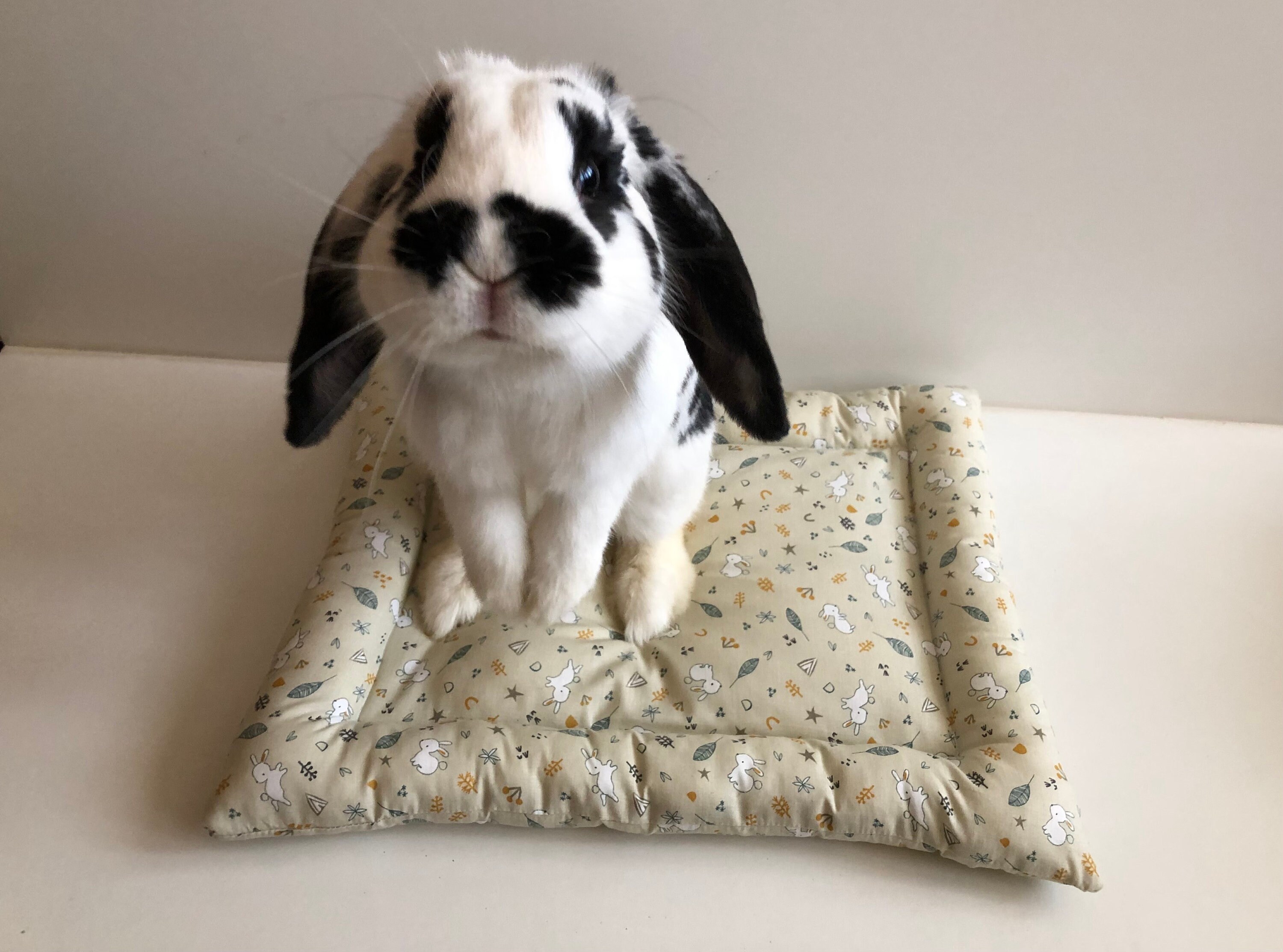 Vetements pour lapins de compagnie Etsy France
