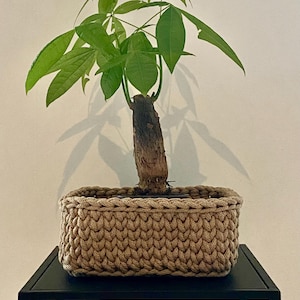 Op de afbeelding: Een groene plant in een pot met een dikke bruine stam in een geweven bruine mand op een zwarte metalen standaard.
