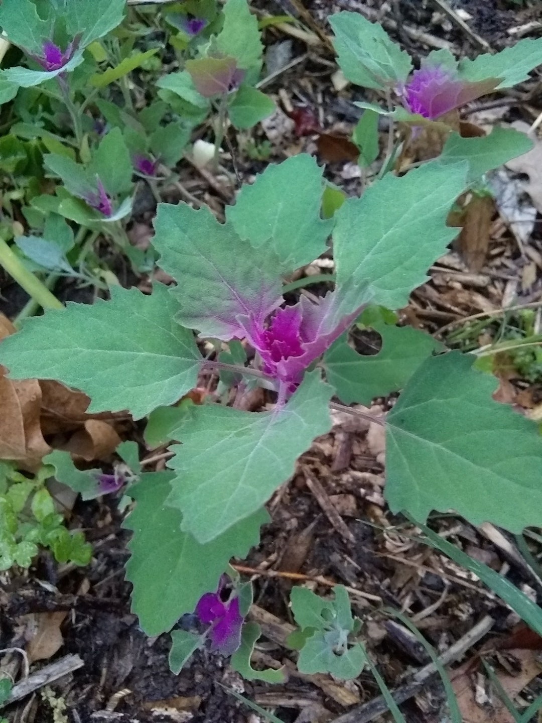 Lamb's Quarter goosefoot Bathua Quelites 2000 Seeds Etsy