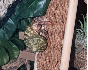 Scala/ponte in corda/legno per paguri/piccoli animali/rettili/uccelli