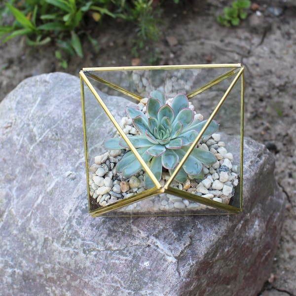 Geometrisches Terrarium aus Glas, Dreiecke, Mini Glas Terrarium für Sukkulenten