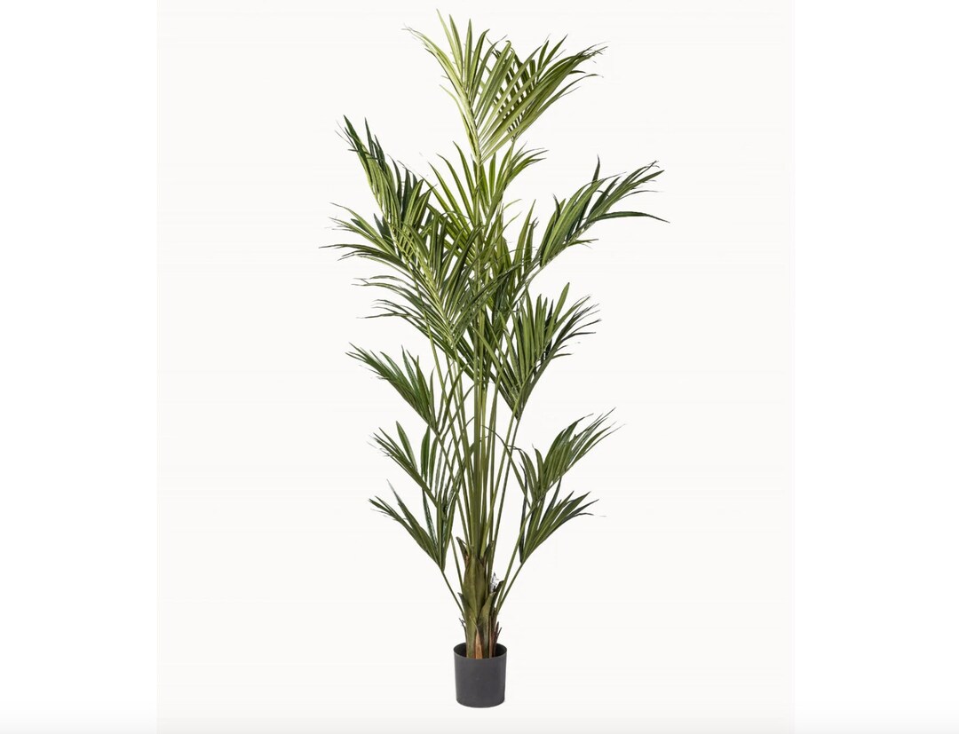 7' Kentia Palm, 8 Kentia Palm, Faux Kentia, Palm Tree, Artificial Palm
