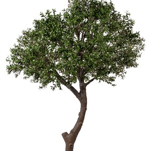 6-8 Faux Olive Tree, Giant Olive Tree, Artificial Olive Tree., Faux Olive Tree, Silk Olive Tree, High End Flora, Giant Olive image 8