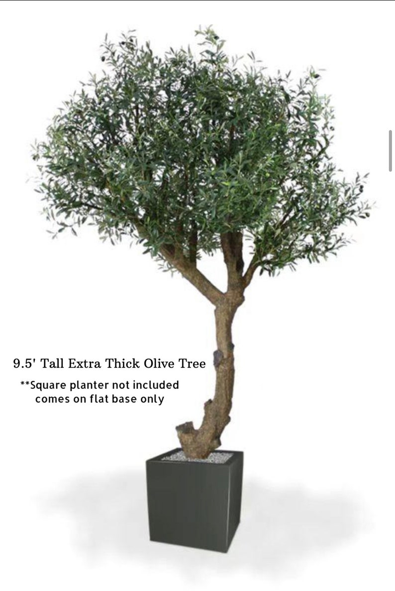 6-8 Faux Olive Tree, Giant Olive Tree, Artificial Olive Tree., Faux Olive Tree, Silk Olive Tree, High End Flora, Giant Olive image 7