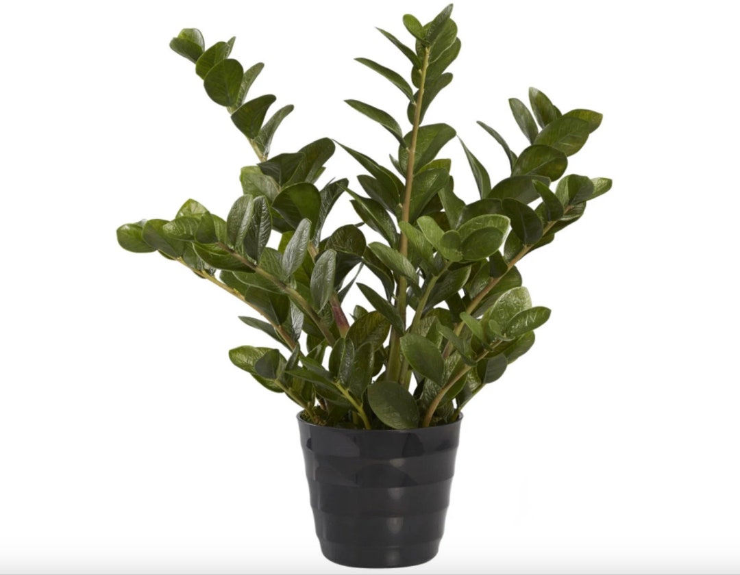 Faux ZZ Plant Artificial ZZ Plant Indoor House Plant ZZ Etsy