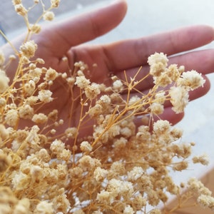 preserved dried natural gypsophila baby breaths/purple baby's breath, orange baby's breath, white gysophila, blue baby's breath,dried breath