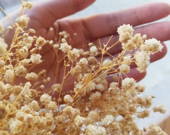 Preserved Natural Gypsophila Baby's Breath: Dried Floral Decor