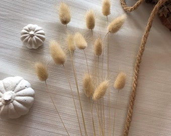 Dried Bunny Tail Flowers: Natural Lagurus Bouquet