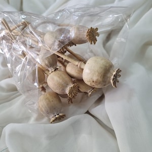 May include: A bundle of dried poppy seed pods with light tan, rounded heads and thin, woody stems. The pods are encased in a clear, crinkled plastic bag, showcasing their natural, textured surfaces and the distinct, star-shaped crowns.