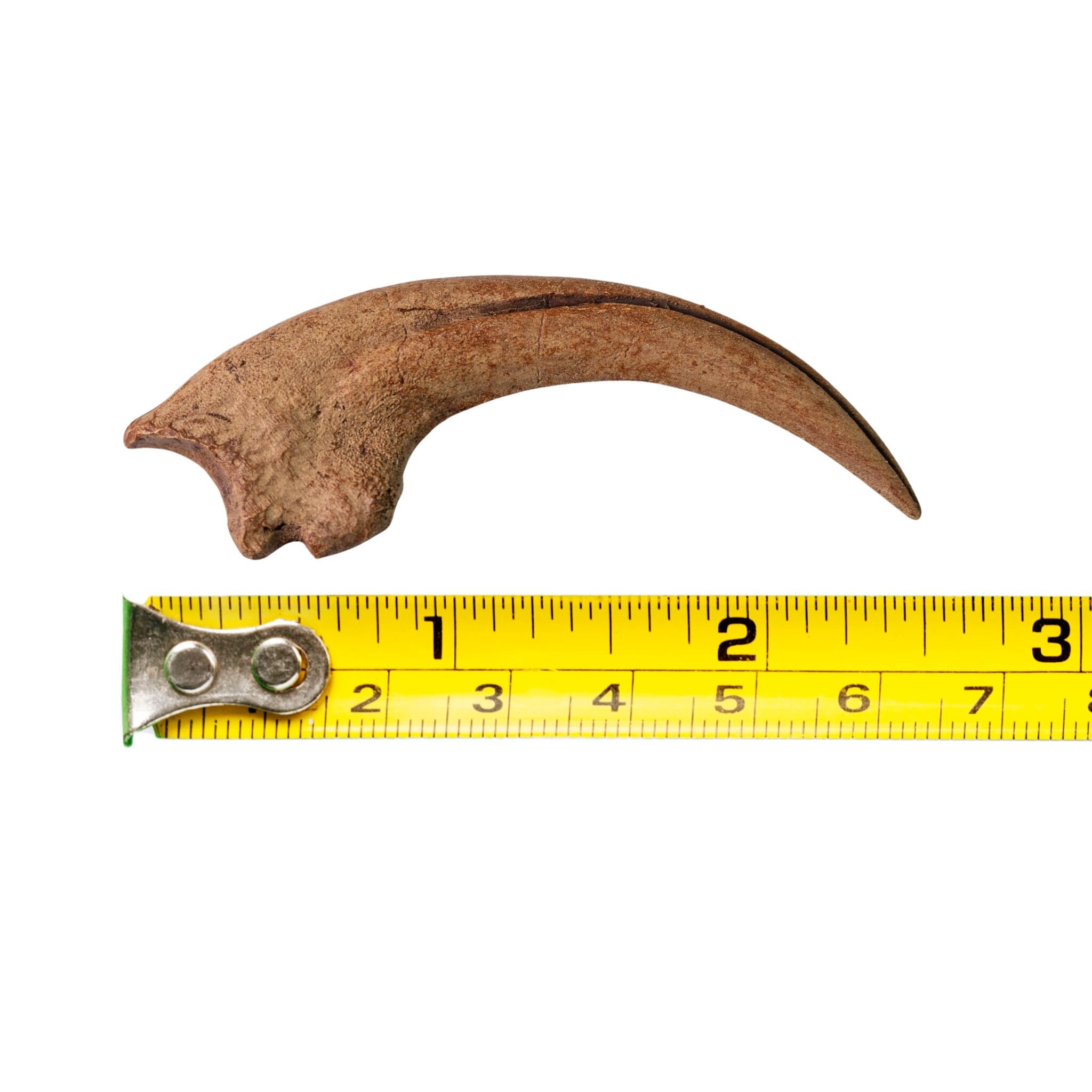Real raptor claw fossil for sale hotsell