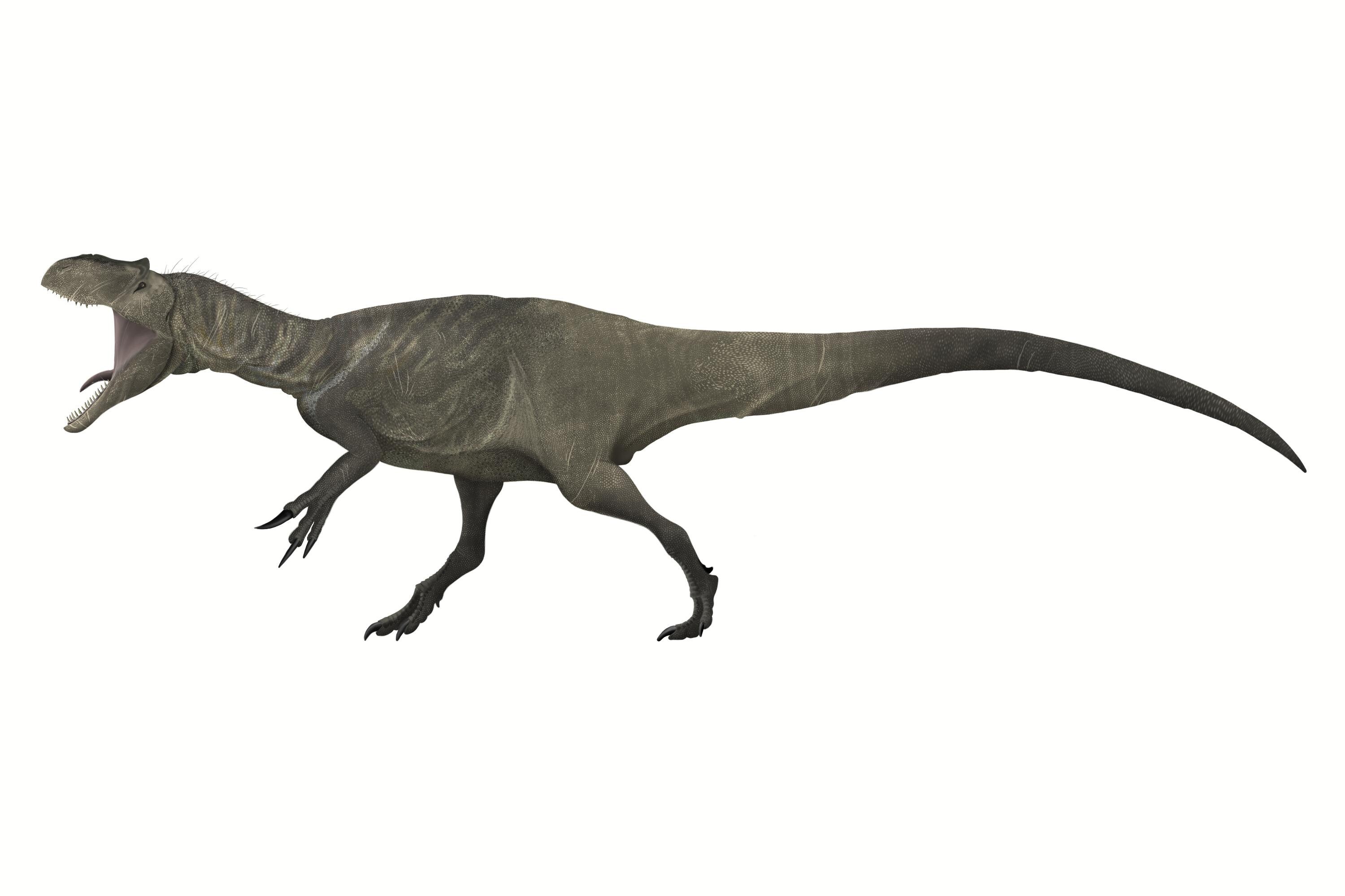 Allosaurus vs trex