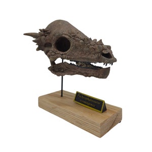 Pachycephalosaurus Scaled Skull with Toe Claw Cast