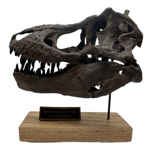 Tyrannosaurus rex Scaled Skull with 5 Inch Tooth Cast